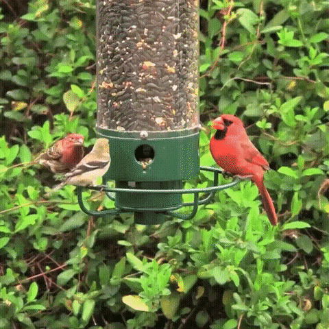 Lisslune | Squirrel Proof Bird Feeder | Heavy-Duty Metal, Multi-Feeding Ports & Ideal for Backyard Birdwatching