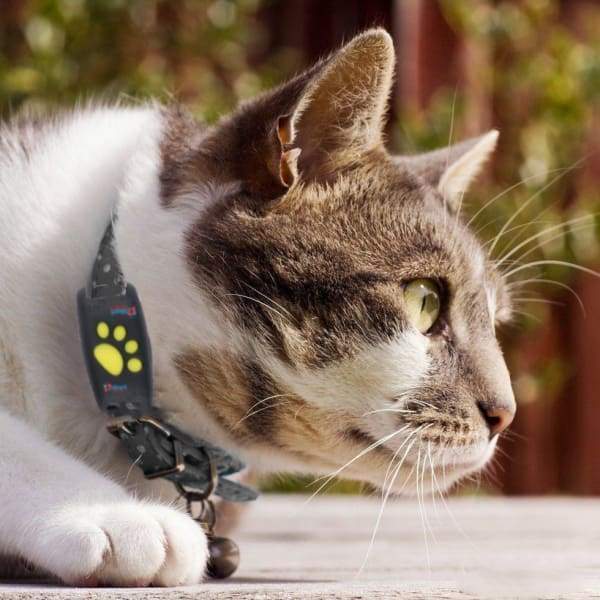 Lisslune | GPS Tracker for Cats – Lightweight Pet Locator with Real-Time Updates