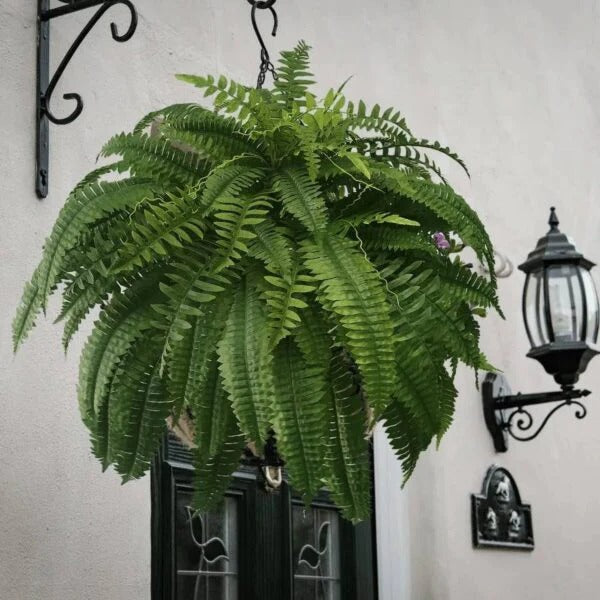 Lisslune | UV Resistant Artificial Boston Fern – Lifelike Greenery for Indoor & Outdoor Spaces