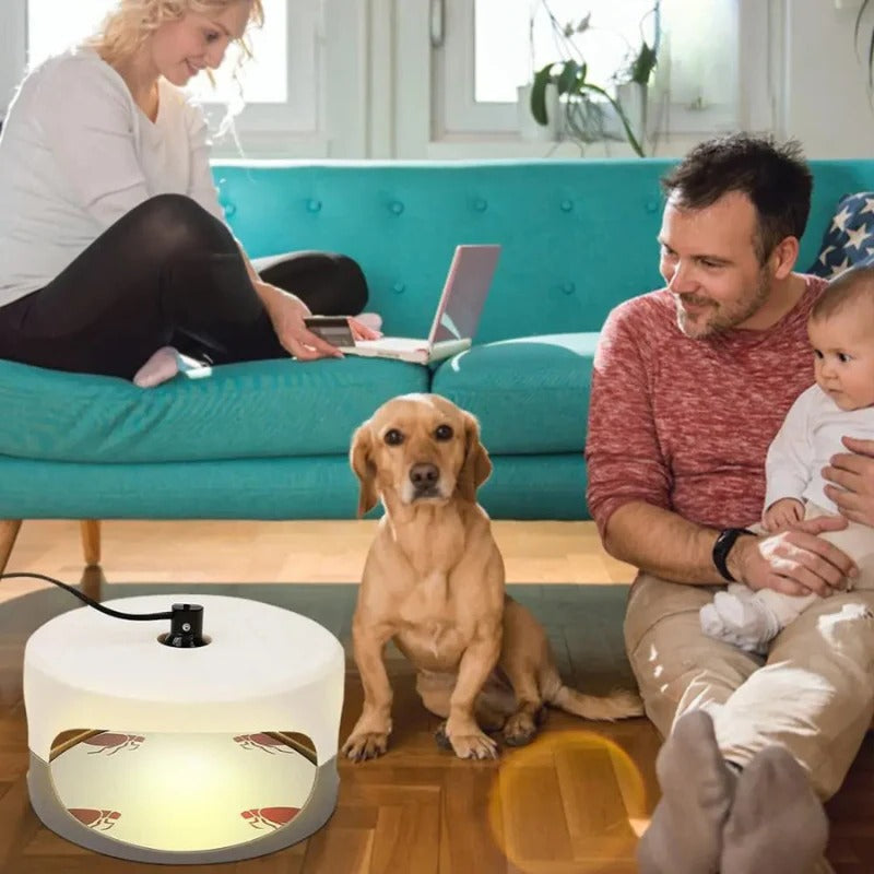 Lisslune | Indoor Bed Bug Trap and Catcher with Sticky Pads