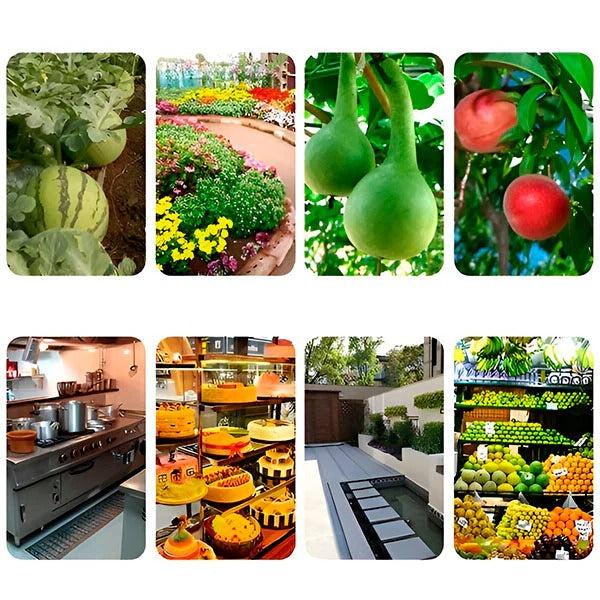 Lisslune | Hanging Fly Trap with Adhesive Layer (6 Pcs)