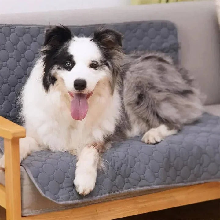 Lisslune | Reusable and Disposable Dog Training Pee Pads