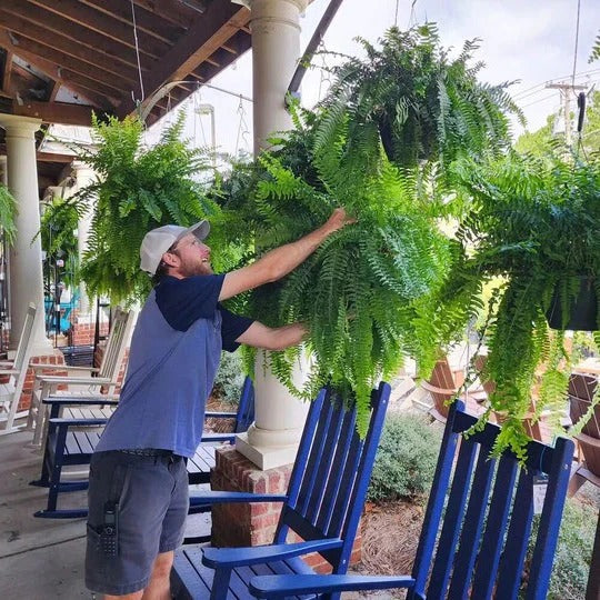 Lisslune | Artificial Boston Fern – UV-Resistant Hanging Plant for Outdoor Décor