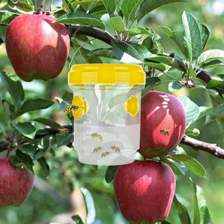 Lisslune | Insect Fruit Fly Traps