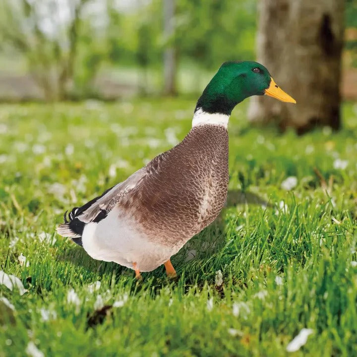 Lisslune | Lifelike Duck Sculpture for Garden