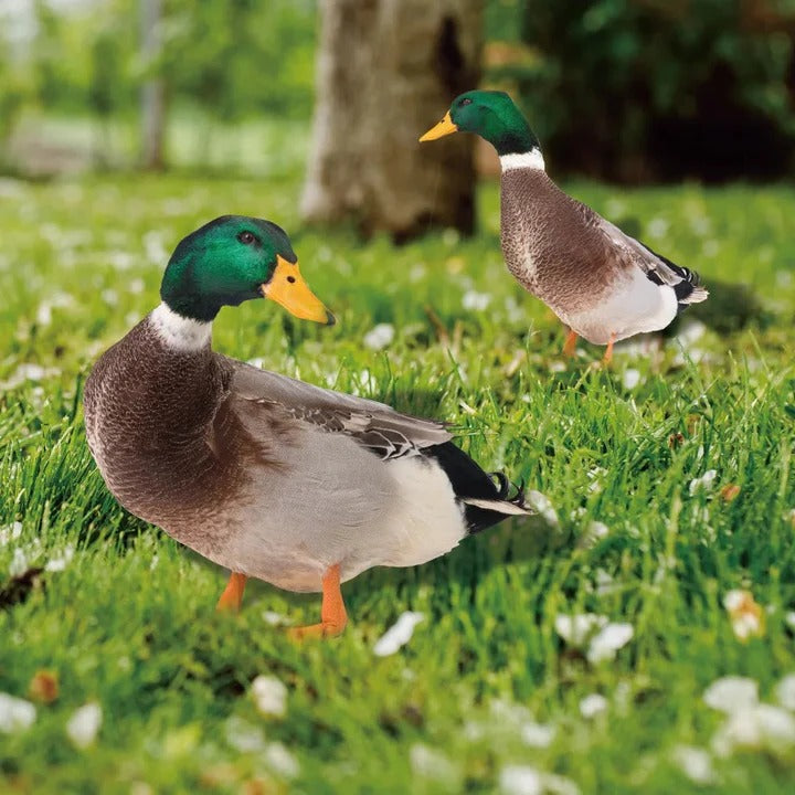 Lisslune | Lifelike Duck Sculpture for Garden