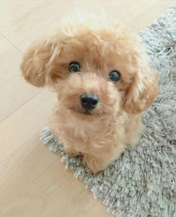Lisslune | Realistic Teddy Dog Lucky Plush Puppy