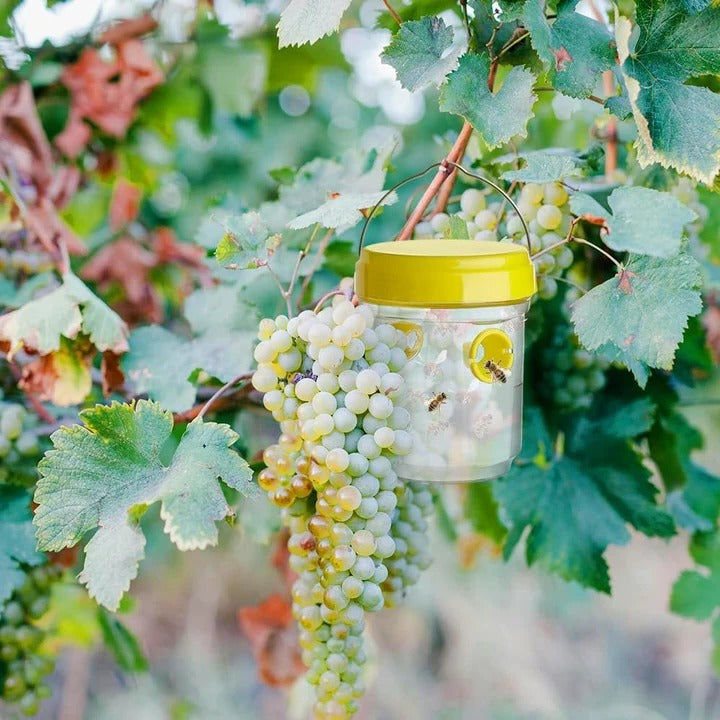 Lisslune | Insect Fruit Fly Traps