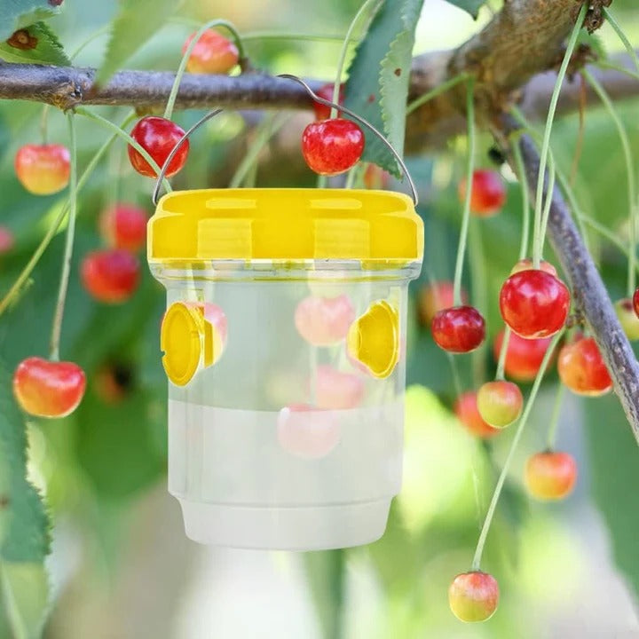 Lisslune | Insect Fruit Fly Traps