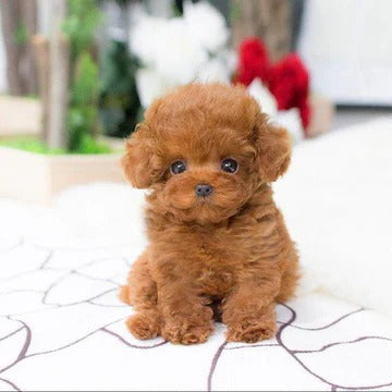 Lisslune | Realistic Teddy Dog Lucky Plush Puppy