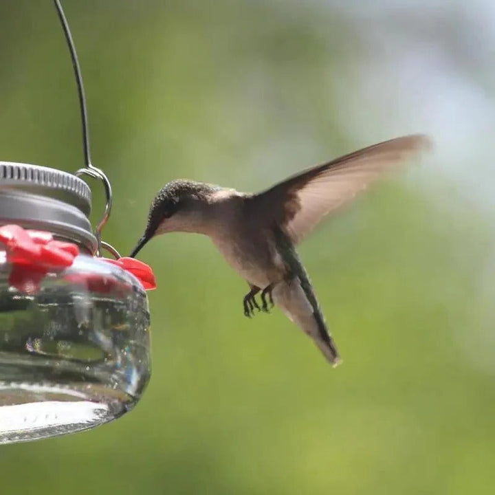 Lisslune | Clear Flower Port Hummingbird Feeder