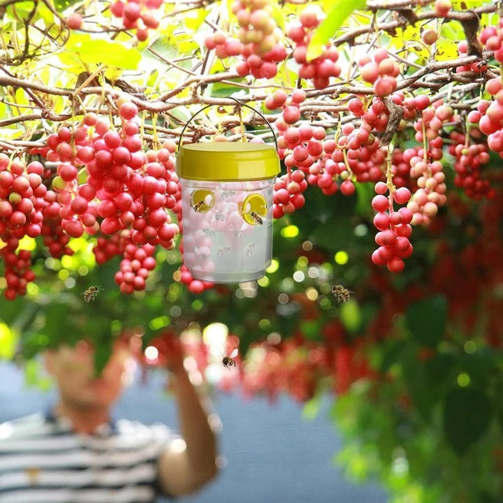 Lisslune | Insect Fruit Fly Traps