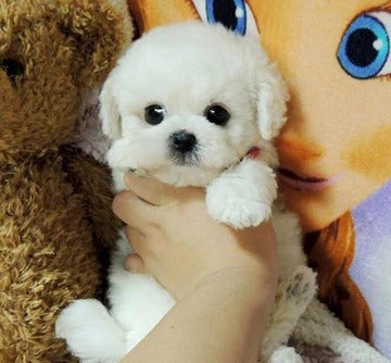 Lisslune | Realistic Teddy Dog Lucky Plush Puppy