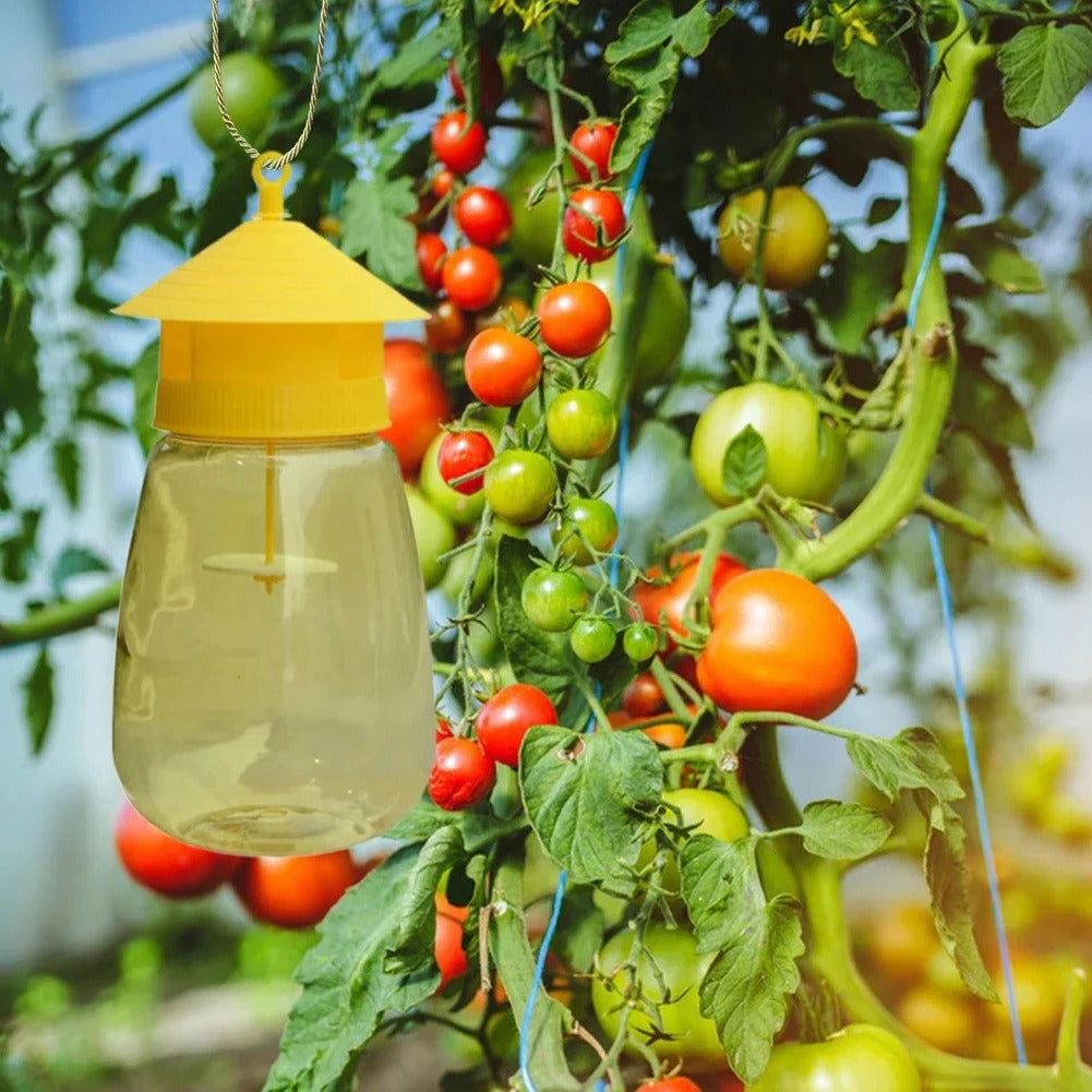 Lisslune | Hanging Fruit Fly Trap
