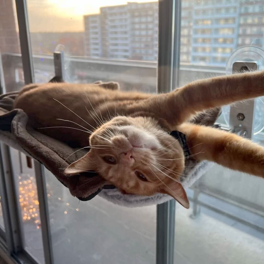 Lisslune | Foldable Window Hammock for Cats with View & Comfort