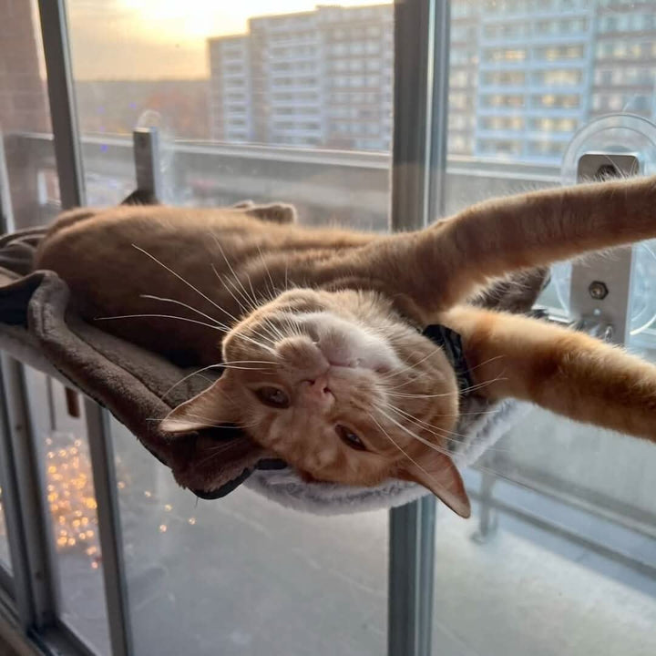 Lisslune | PAWPERCH – Foldable Window Hammock for Cats with View & Comfort