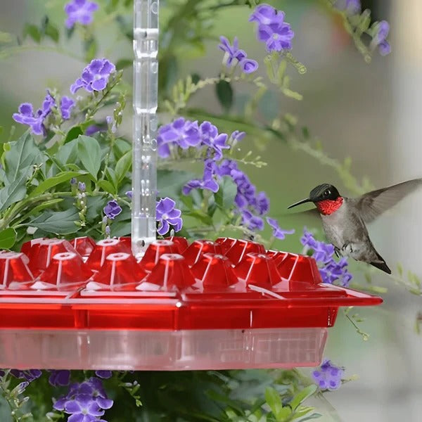 Lisslune | Hummingbird Feeder With Built-In Ant Moat