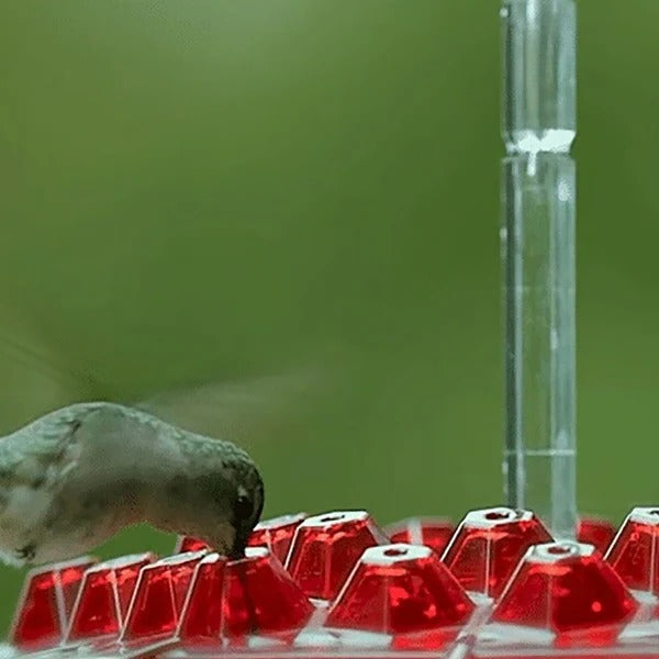 Lisslune | Hummingbird Feeder With Built-In Ant Moat