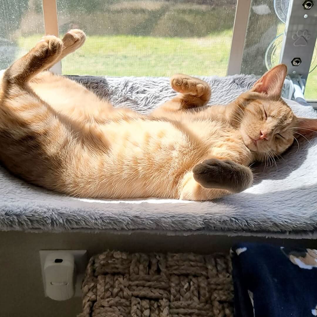 Lisslune | Foldable Window Hammock for Cats with View & Comfort