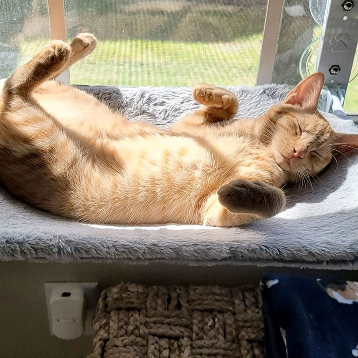 Lisslune | Foldable Window Hammock for Cats with View & Comfort