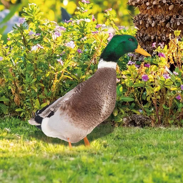 Lisslune | Lifelike Duck Sculpture for Garden