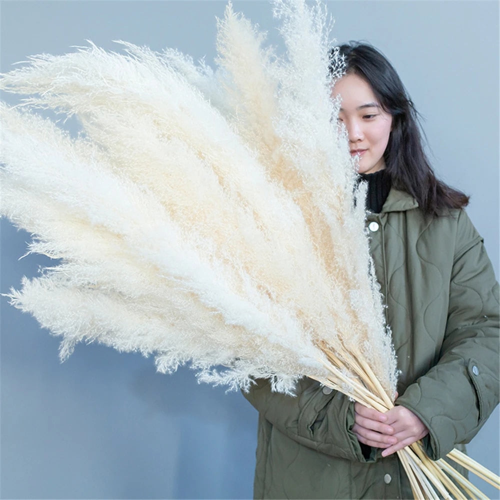 Lisslune | Pampas Dried Flowers