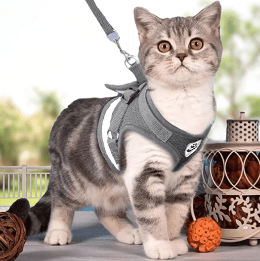 Lisslune | ADVENTURE HARNESS – Escape-proof cat harness with leash & reflective elements