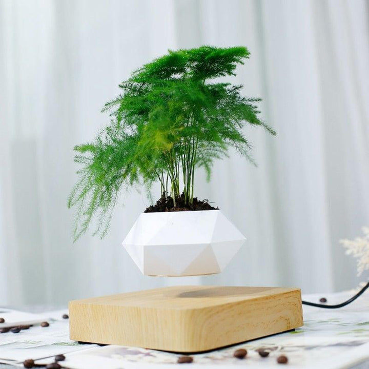 Lisslune | Floating Air Bonsai Pot