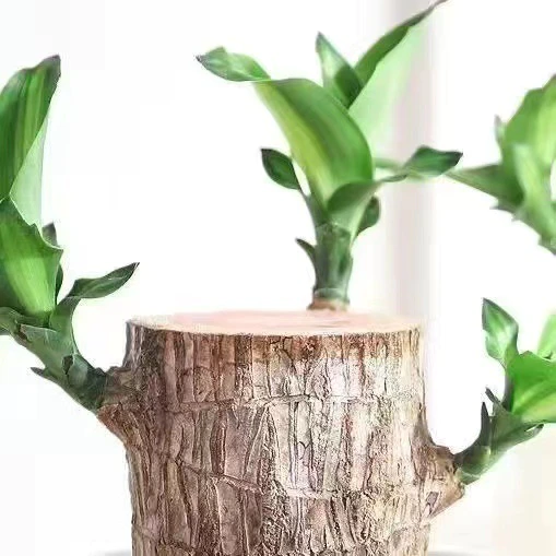 Lisslune | Brazilian Lucky Wood Plant – Indoor Air-Purifying & Good Fortune Décor