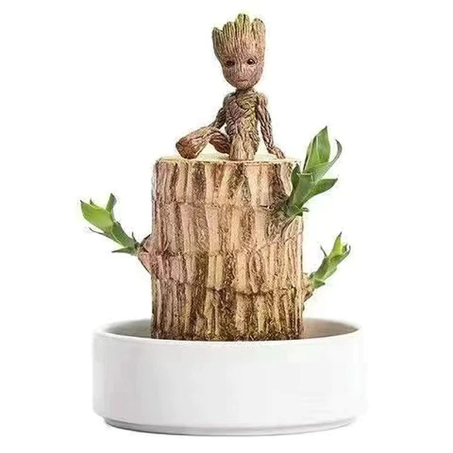 Lisslune | Brazilian Lucky Wood Plant – Indoor Air-Purifying & Good Fortune Décor