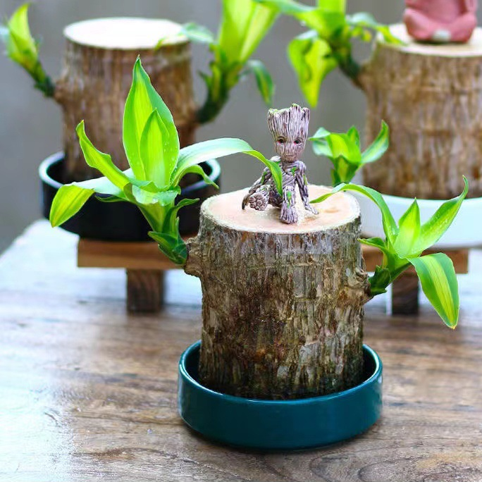 Lisslune | Brazilian Lucky Wood Plant – Indoor Air-Purifying & Good Fortune Décor