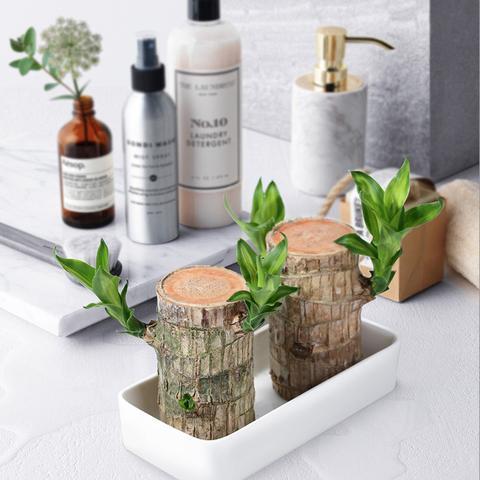 Lisslune | Brazilian Lucky Wood Plant – Indoor Air-Purifying & Good Fortune Décor