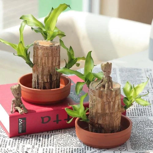 Lisslune | Brazilian Lucky Wood Plant – Indoor Air-Purifying & Good Fortune Décor