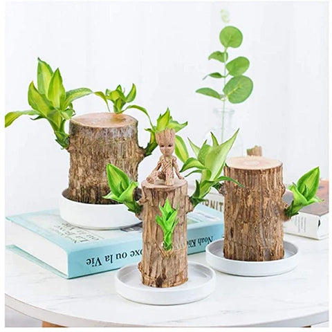 Lisslune | Brazilian Lucky Wood Plant – Indoor Air-Purifying & Good Fortune Décor
