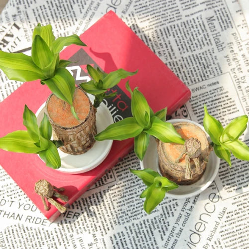 Lisslune | Brazilian Lucky Wood Plant – Indoor Air-Purifying & Good Fortune Décor