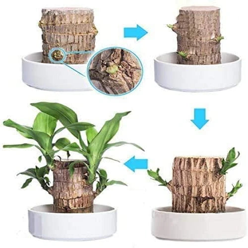 Lisslune | Brazilian Lucky Wood Plant – Indoor Air-Purifying & Good Fortune Décor