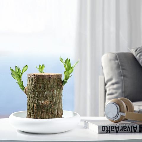 Lisslune | Brazilian Lucky Wood Plant – Indoor Air-Purifying & Good Fortune Décor