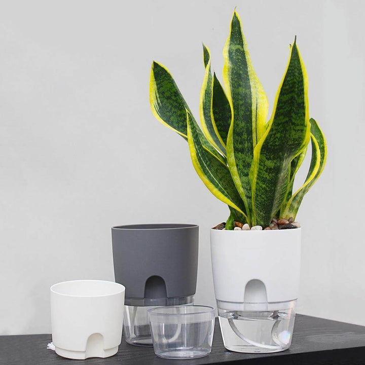 Lisslune | Self-watering Plant Pot with Water Container