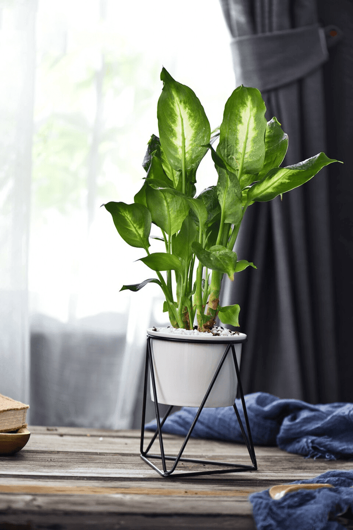 Lisslune | LIVIA – Elegant flower pot for stylish decoration