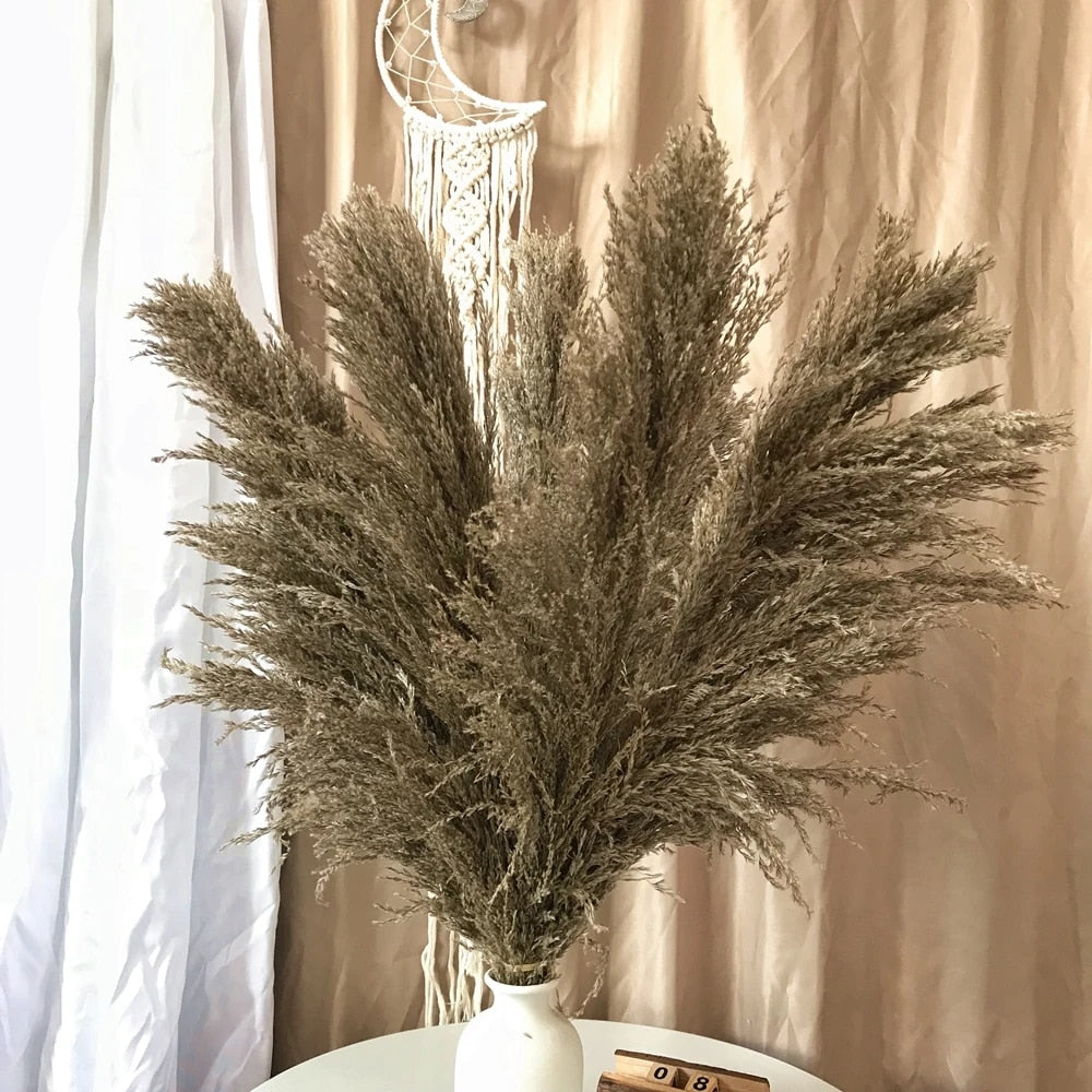 Lisslune | Pampas Dried Flowers
