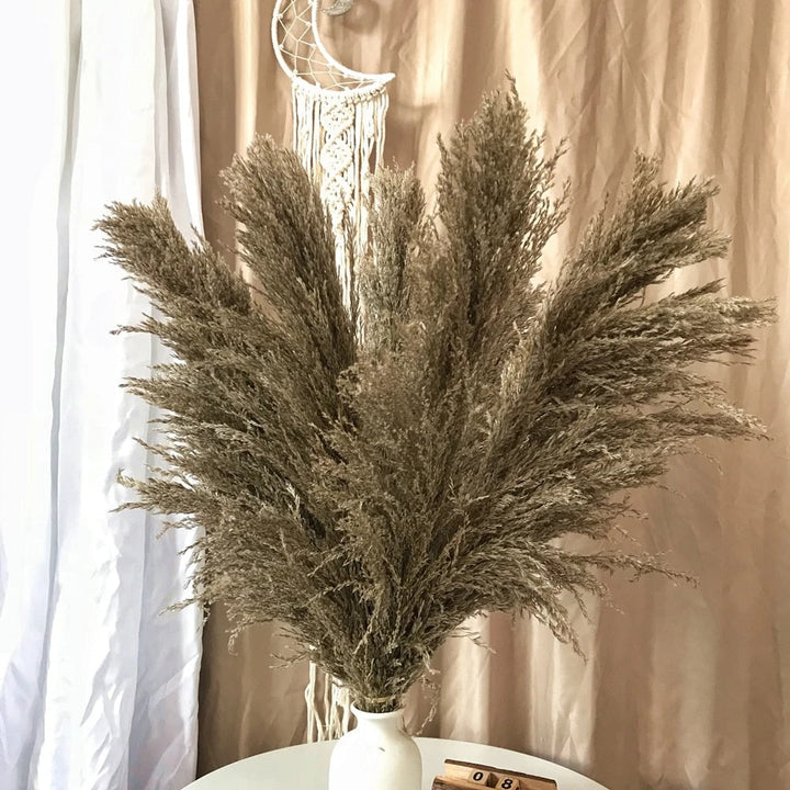 Lisslune | Pampas Dried Flowers