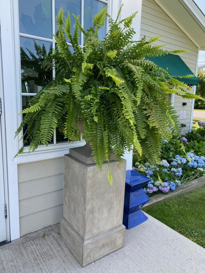 Lisslune | UV Resistant Artificial Boston Fern | Lifelike, Waterproof & Maintenance-Free for Outdoor Décor