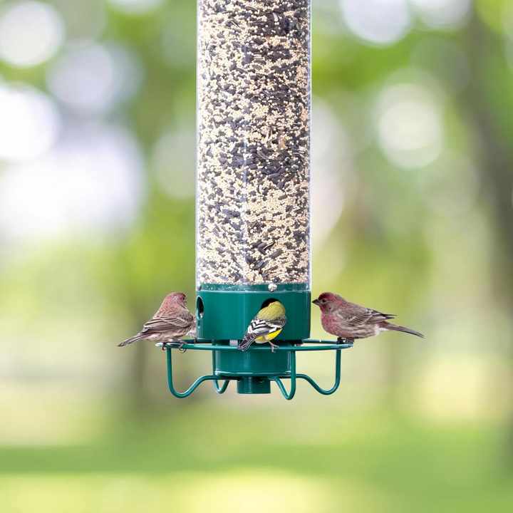 Lisslune | Squirrel Proof Bird Feeder | Heavy-Duty Metal, Multi-Feeding Ports & Ideal for Backyard Birdwatching