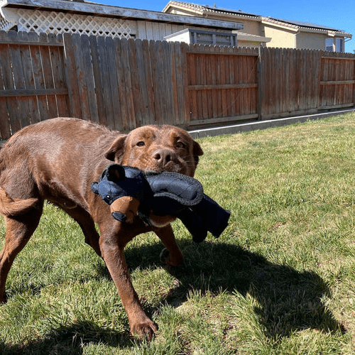 Lisslune | PAWBEAR – Interactive Dog Toy with Squeaker