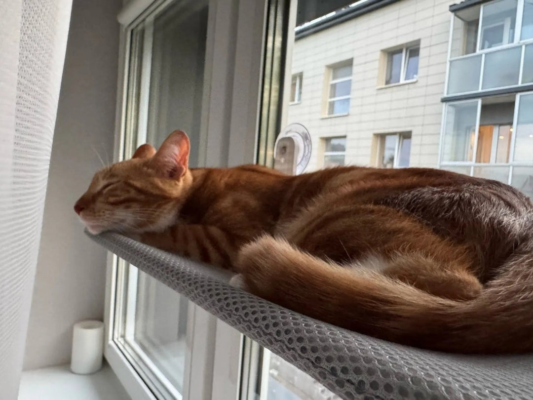 Lisslune | PAWPERCH – Foldable Cat Hammock with Wall-Friendly Mount | No-Drill Window Seat