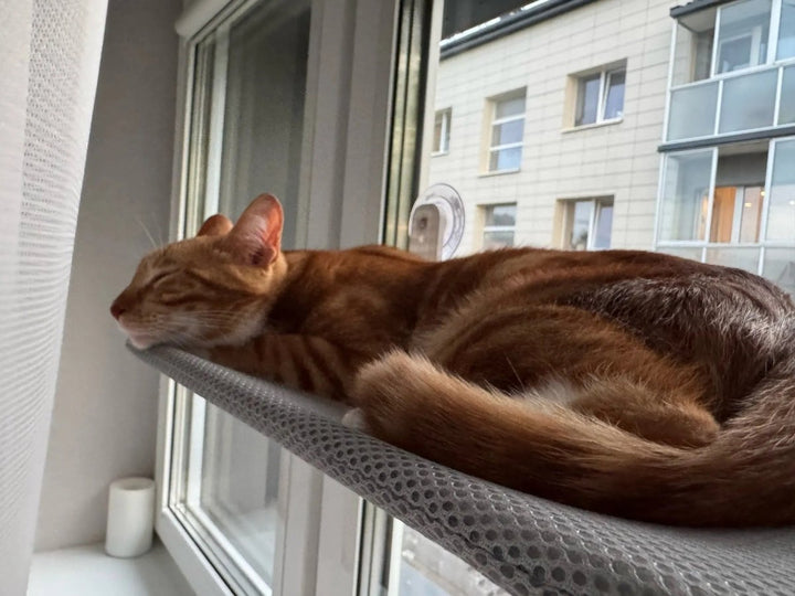 Lisslune | PAWPERCH – Foldable Cat Hammock with Wall-Friendly Mount | No-Drill Window Seat