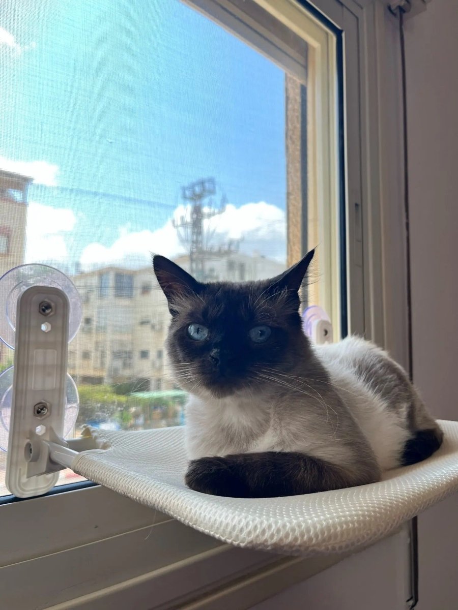 Lisslune | PAWPERCH – Foldable Cat Hammock with Wall-Friendly Mount | No-Drill Window Seat