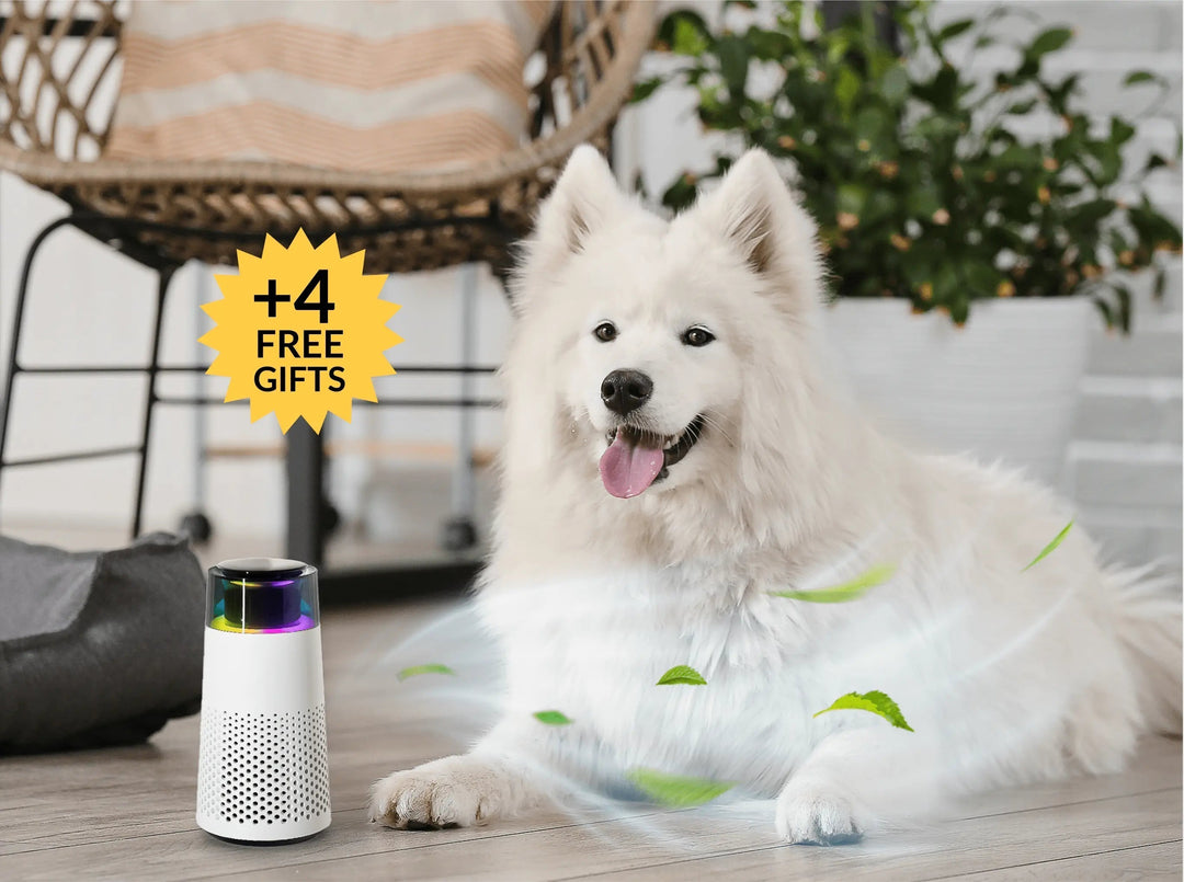 Lisslune | Pet Odour Humidifier – PetFresh