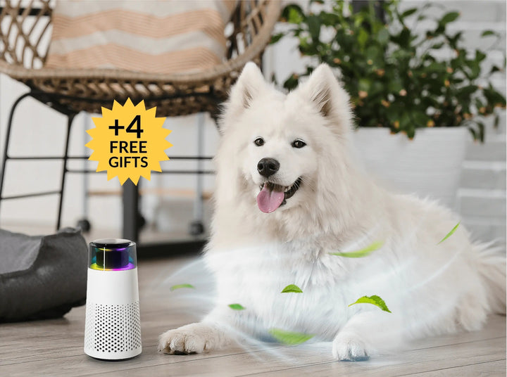 Lisslune | Pet Odour Humidifier – PetFresh