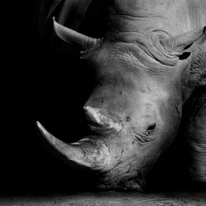Lisslune | Nature Wild Animals Africa Wildlife Black White - Canvas Wall Art Painting